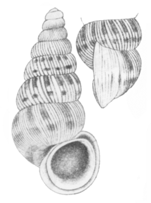 Cochlostoma septemspirale - Wagner 1897 pl2