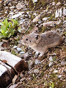 Collared Pika - Hatchers Pass Alaska