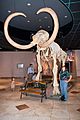 ColumbianMammothAZmuseum 6577