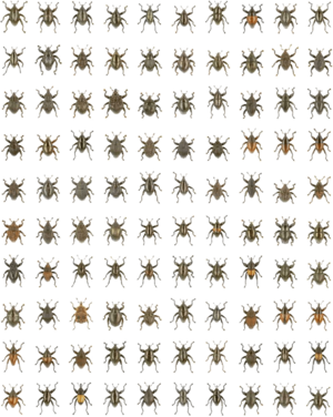 Compilation of 100 Trigonopterus species - 1742-9994-10-15-3