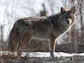 Coyote in Canada