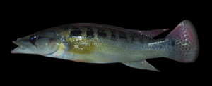 Crenicichla ypo (male) 1.png