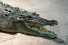 Crocodile Crocodylus-porosus amk2 without Spot