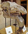 Deinotherium giganteum skull