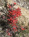 Desert paintbrush Castilleja chromosa close front