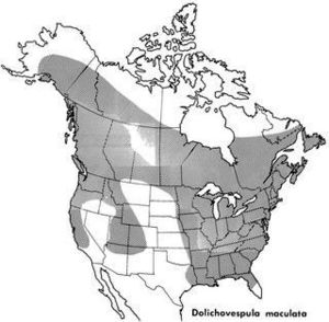 Dolichovespula maculata distribution