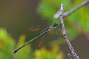 Emerald damselfly (Lestes sponsa) female.jpg