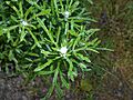 Eriophyllum lanatum 2016-05-17 0554