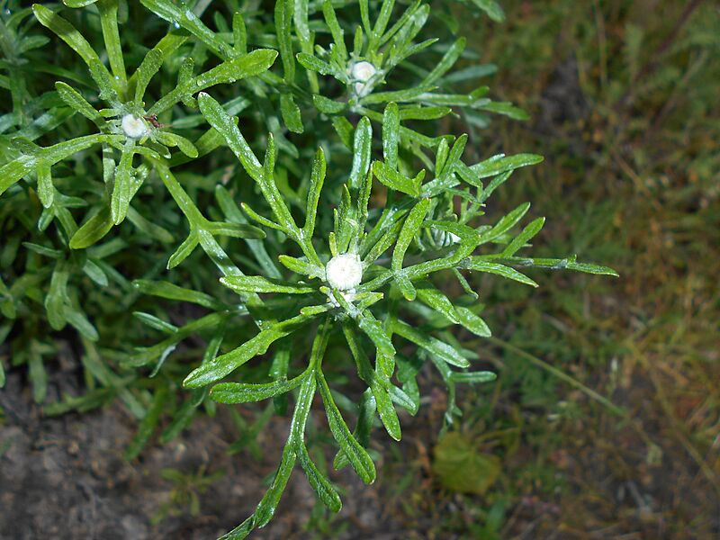 Eriophyllum lanatum 2016-05-17 0554
