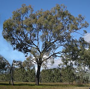Eucalyptus crebra tree