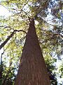 Eucalyptus fastigata at Macquarie Pass NP