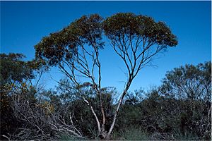 Eucalyptus horistes.jpg