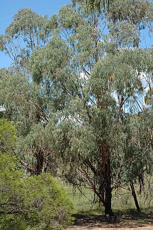 Eucalyptus kartzoffiana.jpg