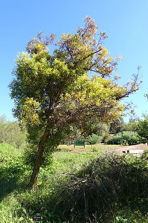 Eucalyptus megacornuta - Jardín Botánico de Barcelona - Barcelona, Spain - DSC08980