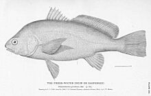 FMIB 50985 Fresh-Water Drum or Gaspergou.jpeg
