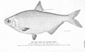 FMIB 51110 Mud Shad or Gizzard Shad