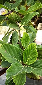 Ficus sycomorus - Leaves