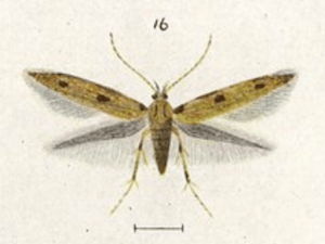 Fig 19. Circoxena ditrocha