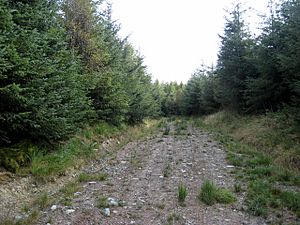 Forest ride, Dyfnant Forest - geograph.org.uk - 560286