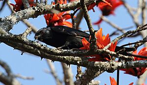 Fork-tailed Drongo 2018 08 15 09 45 49 5173