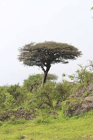 Frankincense Trees in Dhofar 3