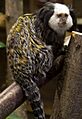 Geoffroy's Marmoset 1