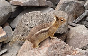 Golden-Mantled Ground Squirrel, Mount Rainier, June 2015