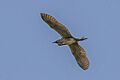 Great bittern (Botaurus stellaris) in flight Vadu 2