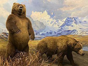 Grizzly bear diorama at AMNH