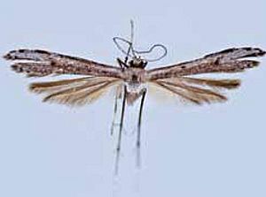 Hellinsia cristobalis.JPG