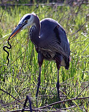 Heron with snake