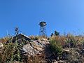 High Point Fire Tower on Palomar Mountain