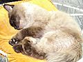 Himalayan Cat Male with Brown Colour 3