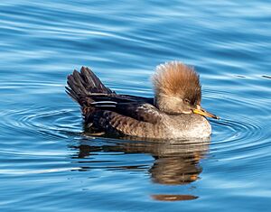 Hooded merganser female in CP (40676).jpg