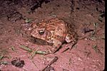 Houston toad