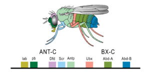 Hoxgenesoffruitfly
