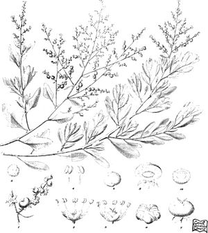 Iconography of Australian salsolaceous plants (1889) (20719861006).jpg