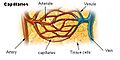 Illu capillary