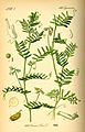 Illustration Lens culinaris0