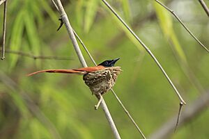 Indian Paradise Flycatcher - Female - TATR