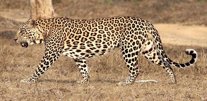 Indian male leopard (cropped)