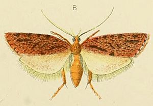 Izatha attactella in An elementary manual of NZ entomology (Plate XII Fig 8) (cropped).jpg