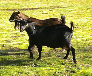 three dark-coloured goats