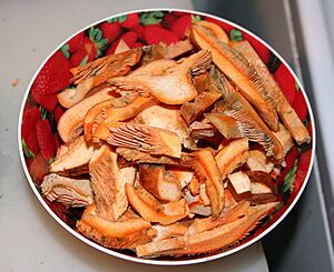 Lactarius deliciosus sliced email