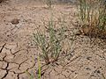 Leptochloa fusca subsp. uninervia
