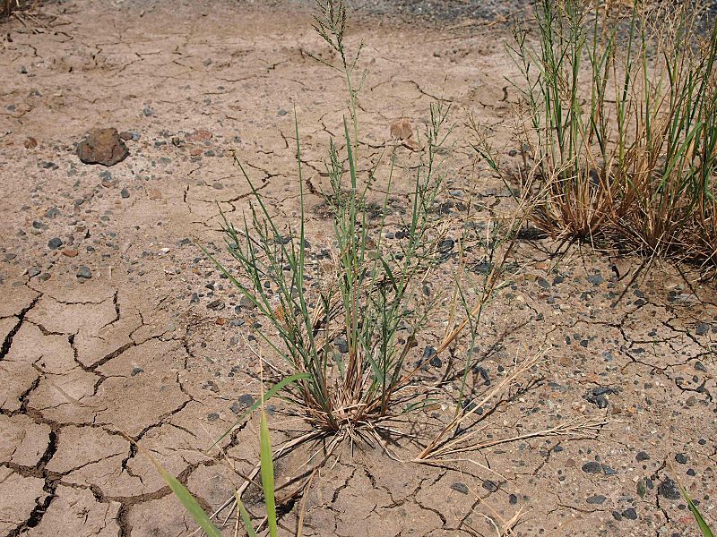 Leptochloa fusca subsp. uninervia