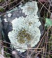 Lichen reproduction1