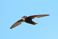 Little swift, Apus affinis, at Kruger National Park, South Africa - 49178319606.jpg