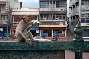 Macaca fascicularis on a fence