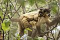 Macaco-prego Sapajus libidinosus 2012 28146